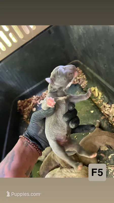 Aura – American Pit Bull Terrier puppy for sale in Roxboro, NC