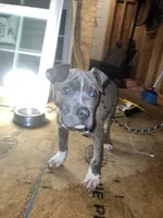 Storm, a male American Pit Bull Terrier for sale in Roxboro, NC – 2 of 6
