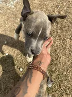 Storm, a male American Pit Bull Terrier for sale in Roxboro, NC – 4 of 6