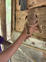 Roscoe, a male American Pit Bull Terrier for sale in Roxboro, NC – 2 of 3