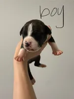 Jeezy , a male American Staffordshire Terrier for sale in Roxboro, NC – 1 of 1