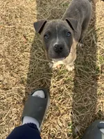 Lincoln , a male American Pit Bull Terrier for sale in Roxboro, NC – 3 of 8