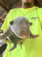 Luca (Capone), a male American Pit Bull Terrier for sale in Roxboro, NC – 2 of 4