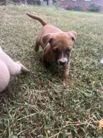Bonnie , a female American Pit Bull Terrier for sale in Roxboro, NC – 5 of 5