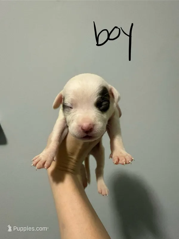 Bandit  – American Staffordshire Terrier puppy for sale in Roxboro, NC