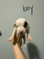 Bandit , a male American Staffordshire Terrier for sale in Roxboro, NC – 1 of 1
