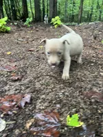 Mocha , a female American Pit Bull Terrier for sale in Roxboro, NC – 2 of 5