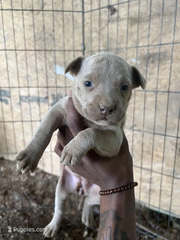 Mocha  – American Pit Bull Terrier puppy for sale in Roxboro, NC