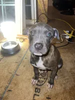 Lincoln , a male American Pit Bull Terrier for sale in Roxboro, NC – 5 of 8