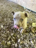 Mocha , a female American Pit Bull Terrier for sale in Roxboro, NC – 4 of 5
