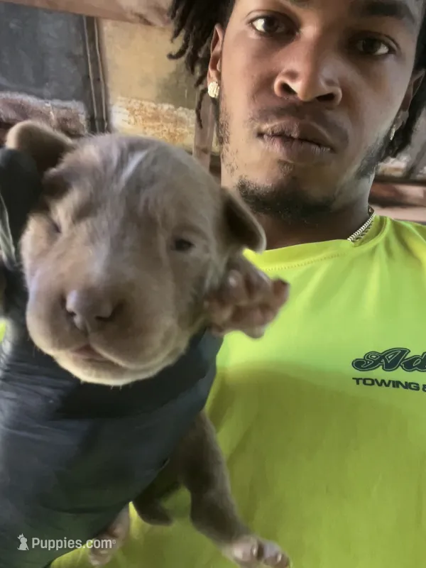 Daisy – American Pit Bull Terrier puppy for sale in Roxboro, NC