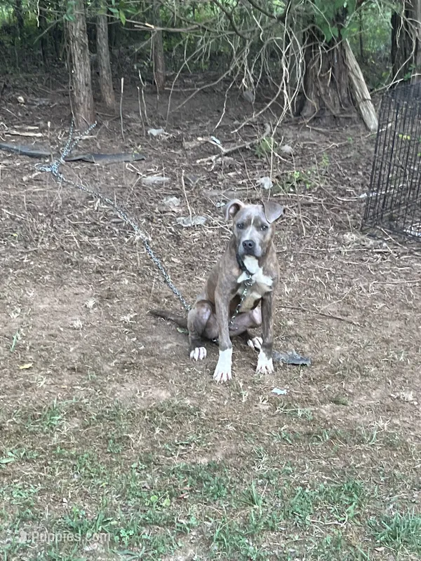 Storm – American Pit Bull Terrier puppy for sale in Roxboro, NC