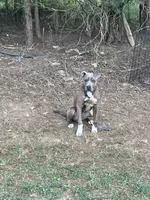 Storm, a male American Pit Bull Terrier for sale in Roxboro, NC – 1 of 6