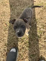 Lincoln , a male American Pit Bull Terrier for sale in Roxboro, NC – 4 of 8