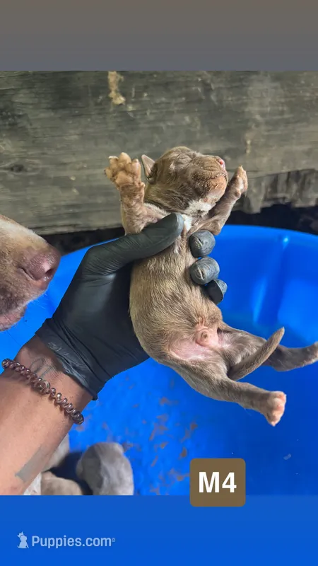 Django – American Pit Bull Terrier puppy for sale in Roxboro, NC