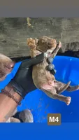 Django, a female American Pit Bull Terrier for sale in Roxboro, NC – 1 of 1