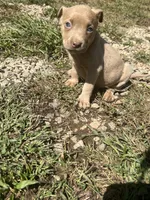 Mocha , a female American Pit Bull Terrier for sale in Roxboro, NC – 5 of 5
