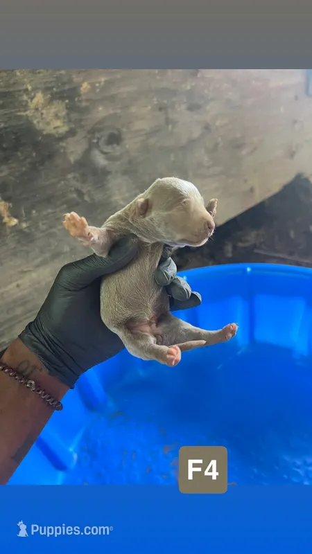 Tiny – American Pit Bull Terrier puppy for sale in Roxboro, NC