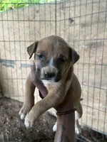 Bonnie , a female American Pit Bull Terrier for sale in Roxboro, NC – 2 of 5