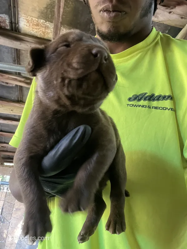 Cowboy – American Pit Bull Terrier puppy on hold in Roxboro, NC