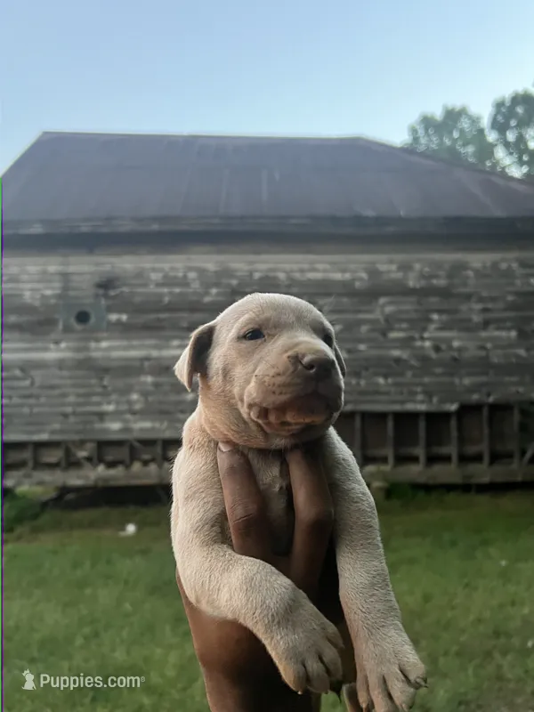 Oatmeal – American Pit Bull Terrier puppy for sale in Roxboro, NC