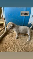 Ruby, a female American Pit Bull Terrier for sale in Roxboro, NC – 1 of 3