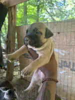 Bando(Parker), a male American Pit Bull Terrier for sale in Roxboro, NC – 2 of 3