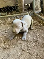 Ruby, a female American Pit Bull Terrier for sale in Roxboro, NC – 2 of 3