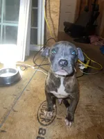 Lincoln , a male American Pit Bull Terrier for sale in Roxboro, NC – 7 of 8