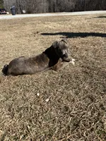 Lincoln , a male American Pit Bull Terrier for sale in Roxboro, NC – 8 of 8