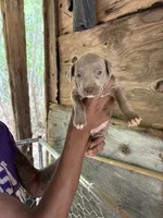 Ruby, a female American Pit Bull Terrier for sale in Roxboro, NC – 3 of 3