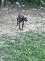Lincoln , a male American Pit Bull Terrier for sale in Roxboro, NC – 1 of 8