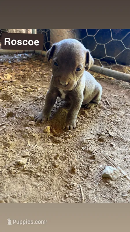 Roscoe – American Pit Bull Terrier puppy for sale in Roxboro, NC