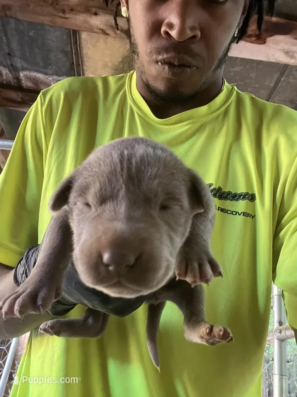 Ruby – American Pit Bull Terrier puppy for sale in Roxboro, NC