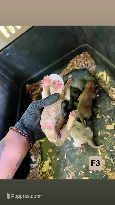Oatmeal – American Pit Bull Terrier puppy for sale in Roxboro, NC