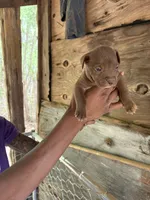 Roscoe, a male American Pit Bull Terrier for sale in Roxboro, NC – 3 of 3