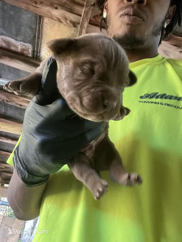 Roscoe – American Pit Bull Terrier puppy for sale in Roxboro, NC