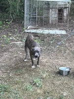 Lincoln , a male American Pit Bull Terrier for sale in Roxboro, NC – 6 of 8