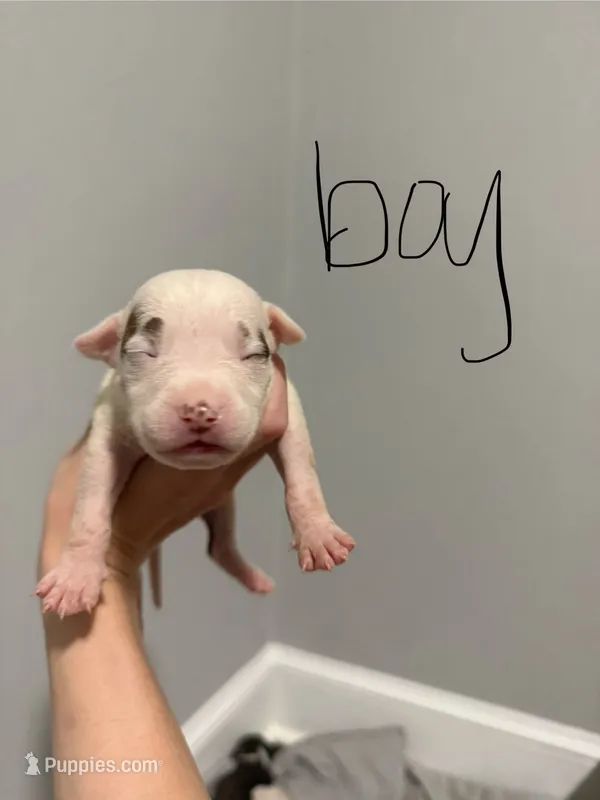 Spade  – American Staffordshire Terrier puppy for sale in Roxboro, NC