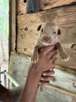 Tiny(Nala), a female American Pit Bull Terrier for sale in Roxboro, NC – 1 of 3