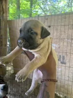 Bando(Parker), a male American Pit Bull Terrier for sale in Roxboro, NC – 3 of 3