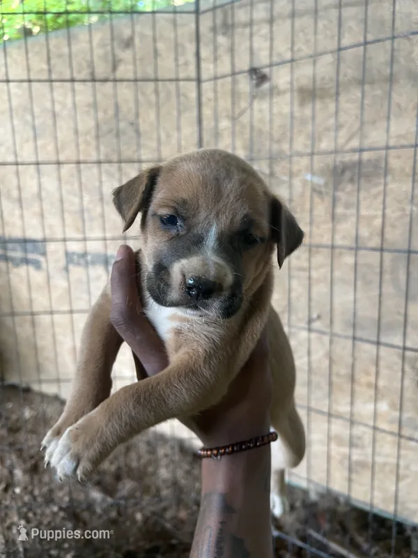 Bonnie – American Pit Bull Terrier puppy for sale in Roxboro, NC