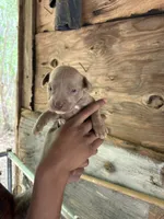 Tiny(Nala), a female American Pit Bull Terrier for sale in Roxboro, NC – 3 of 3