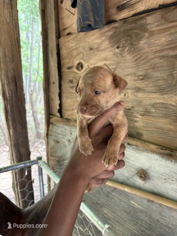City – American Pit Bull Terrier puppy for sale in Roxboro, NC