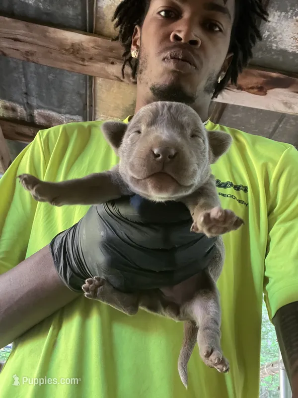 Tiny – American Pit Bull Terrier puppy for sale in Roxboro, NC