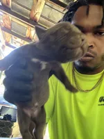 Roscoe, a male American Pit Bull Terrier for sale in Roxboro, NC – 2 of 2