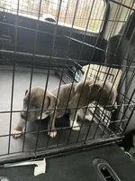 Lincoln , a male American Pit Bull Terrier for sale in Roxboro, NC – 2 of 8