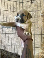 Bonnie , a female American Pit Bull Terrier for sale in Roxboro, NC – 3 of 5