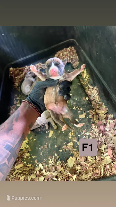 Bonnie – American Pit Bull Terrier puppy for sale in Roxboro, NC