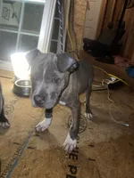 Storm, a male American Pit Bull Terrier for sale in Roxboro, NC – 3 of 6
